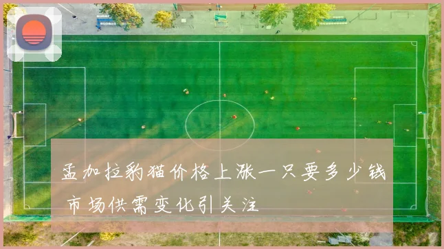 孟加拉豹猫价格上涨一只要多少钱 市场供需变化引关注